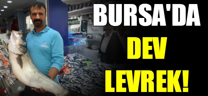 Dev levrek şaşırttı!