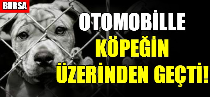 Otomobille köpeğin üzerinden geçti