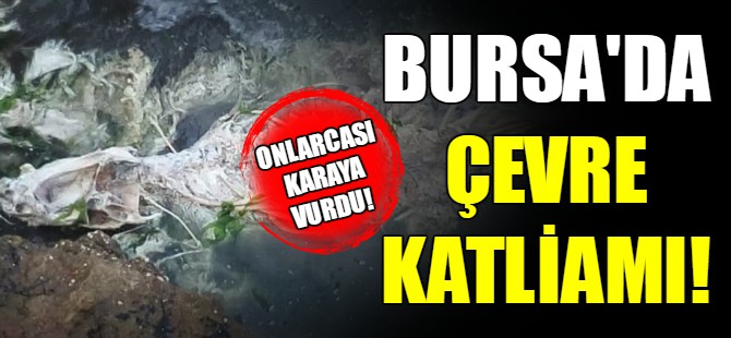 Yunus balıkları neden öldü?