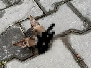 Bursa'da kafası kopmuş kedi bulundu