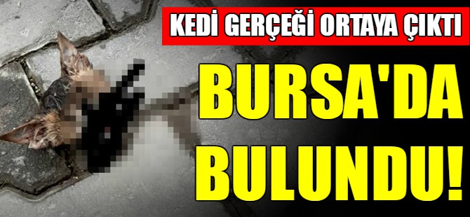 Bursa'da kafası kopmuş kedi bulundu