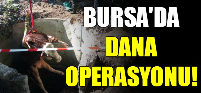 Bursa'da dana operasyonu!