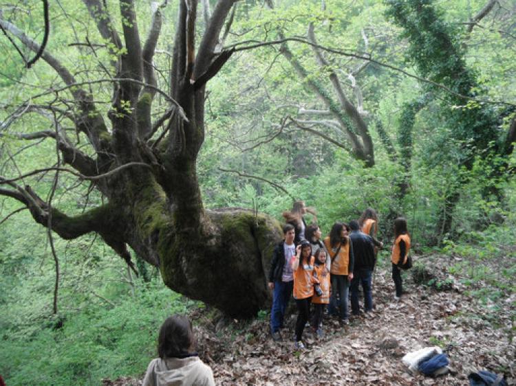 800 yıllık çınar ağacı, tedavi bekliyor
