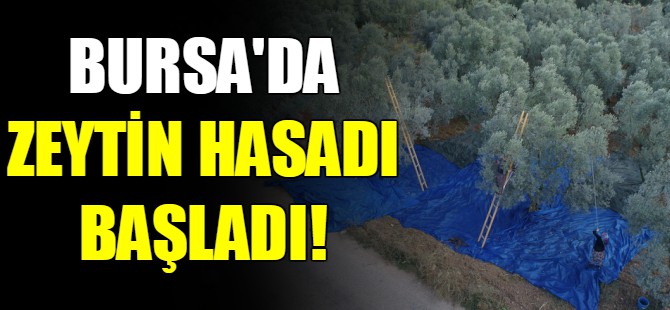 Bursa’da zeytin hasadı başladı