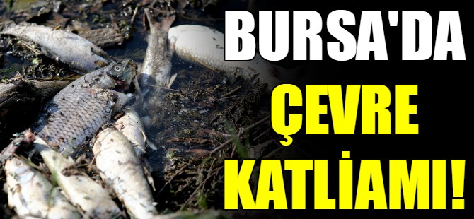Bursa'da çevre katliamı!