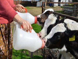 Süt üreticisine kötü haber!