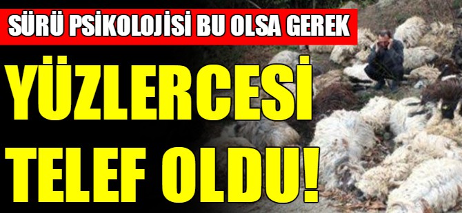 Yüzlercesi telef oldu!
