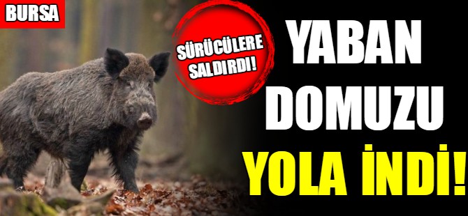Bursa'da domuz yola indi