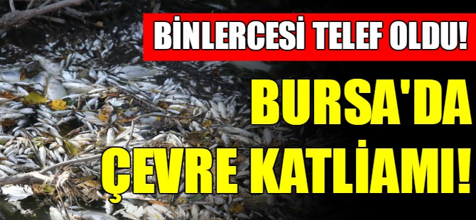 Bursa'da yine çevre felaketi