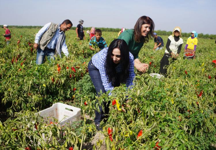 Figen Yüksekdağ, biber topladı