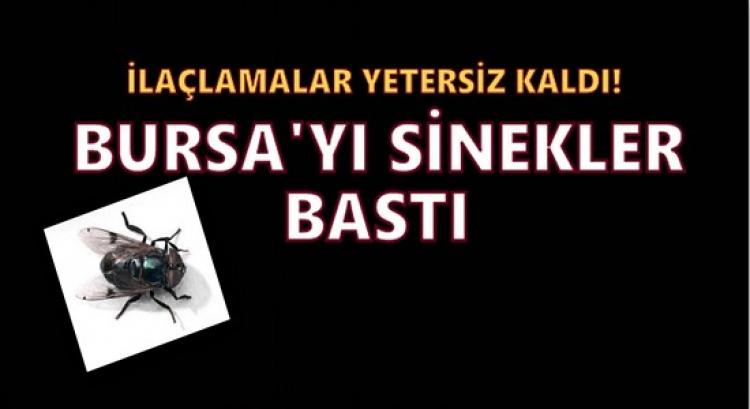 Bursa'yı karasinekler bastı!