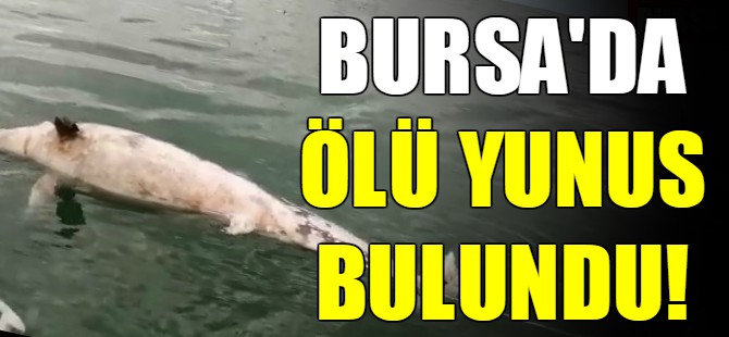 Bursa'da ölü yunus bulundu