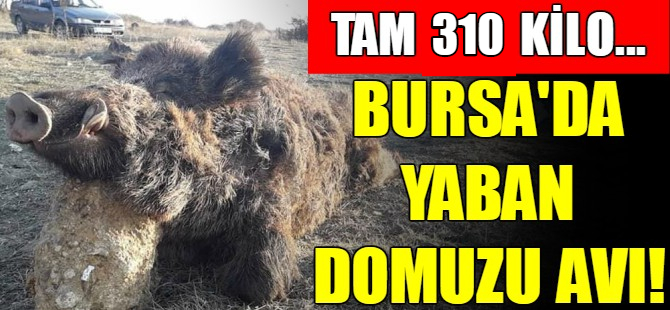 Bursa'da yaban domuzu avı
