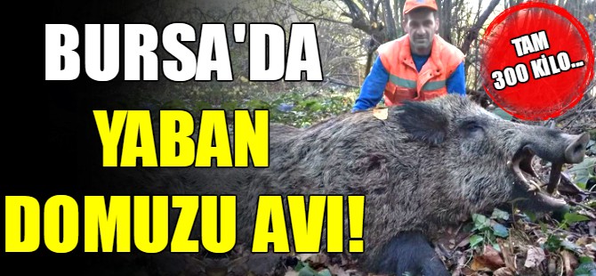Bursa'da yaban domuzu avı!