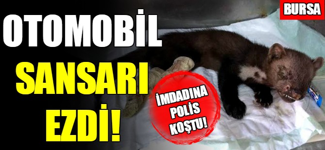 Yaralı sansara polisler sahip çıktı