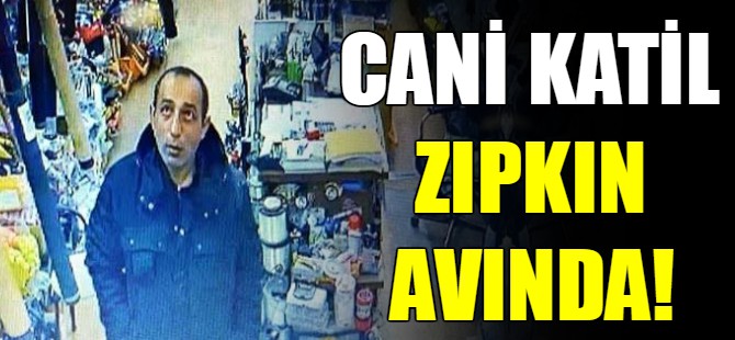 Cani katil zıpkın avında