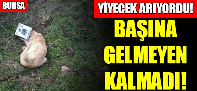 Köpeğin başına gelmeyen kalmadı