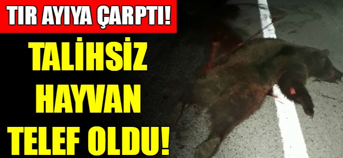 TIR'ın çarptığı ayı telef oldu