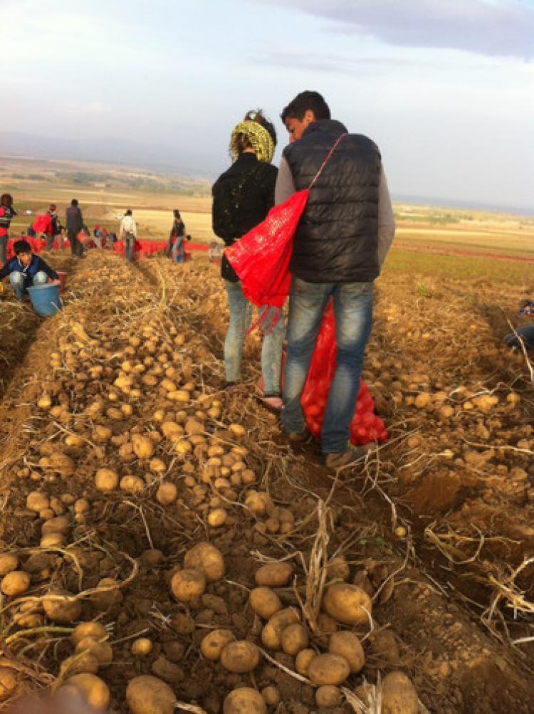 Patates tarlada 50 kuruş, pazarda 2 TL