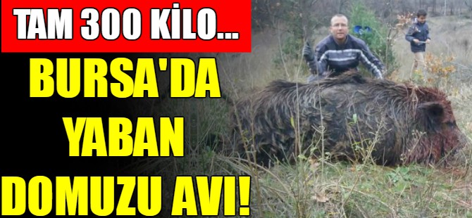 Bursa'da yaban domuzu avı!