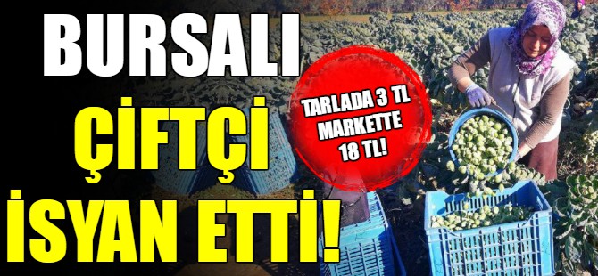 Bursalı çiftçi isyan etti!