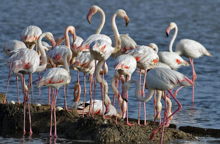 İki yılda 14 bin flamingo dünyaya geldi