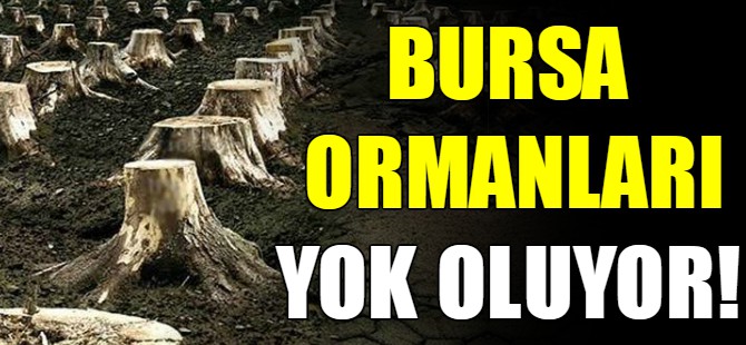 Bursa ormanları yok oluyor!