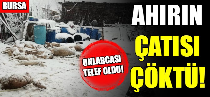 Ahırın çatısı kara dayanamadı