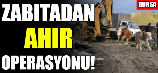 Kaçak ahırlar yıkıldı