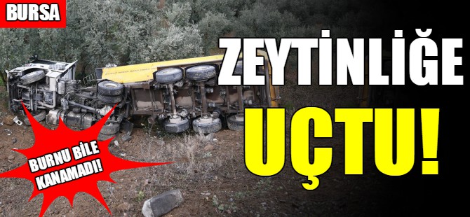 TIR zeytinliğe uçtu!