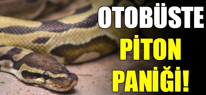 Otobüste piton paniği!