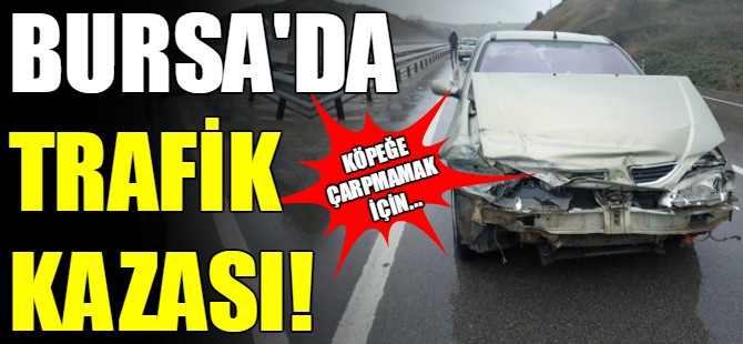 Yola çıkan köpekler kaza getirdi