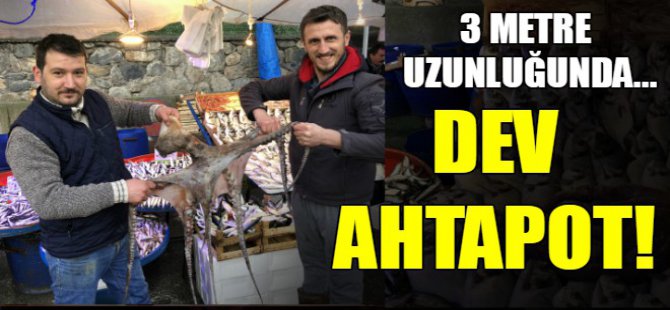 Bursa'da dev ahtapot!