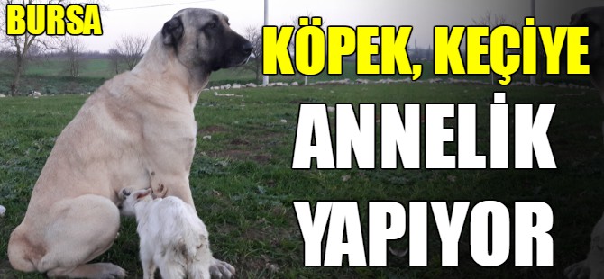 Köpek keçiye annelik yapıyor