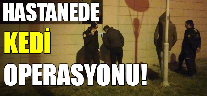 Devlet hastanesinde kedi operasyonu!