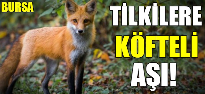Tilkilere köfteli aşı!