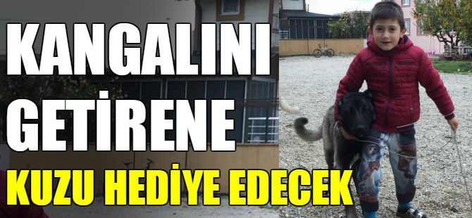 Kangalını bulana kuzu hediye edecek