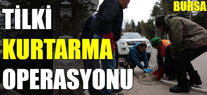 Bursa'da tilki kurtarma operasyonu
