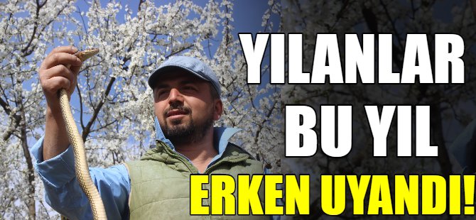 Yılanlar bu yıl erken uyandı!