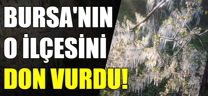 Bursa'nın o ilçesini don vurdu!