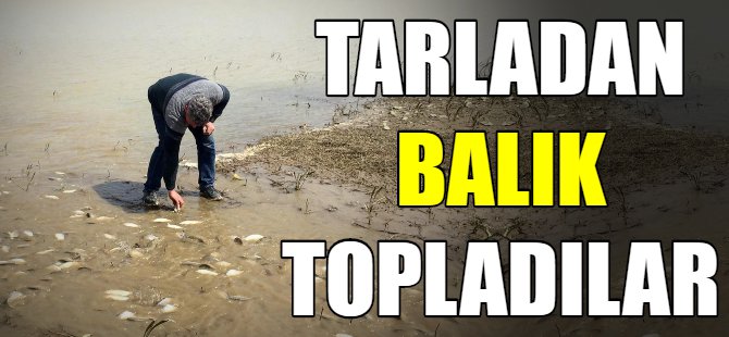 Bursa'da tarladan balık topladılar