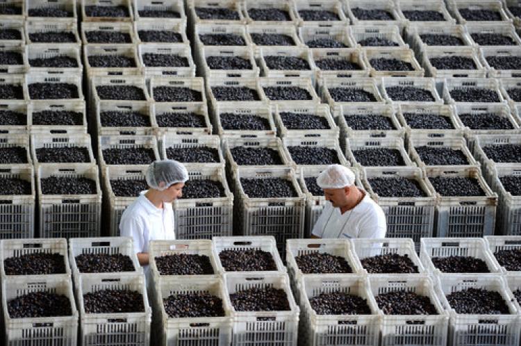 Zeytin fiyatı belli oldu