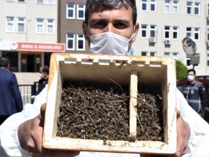 Bursa'da arı ölümleri devam ediyor