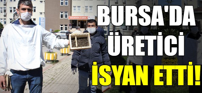 Bursa'da arı ölümleri devam ediyor