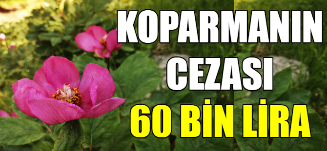 Bu çiçeği koparmanın cezası 60 bin lira
