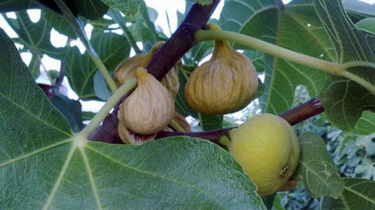 İncirde ilk kez böylesi yaşandı