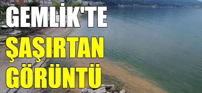 Gemlik'te şaşırtan görüntü