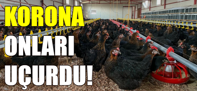 Korona kanatlı sektörünü uçurdu