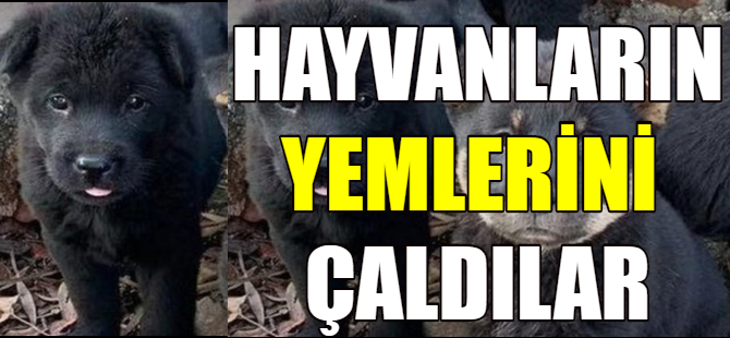 Sokak hayvanları için bırakılan yemler çalındı