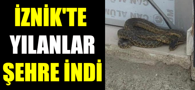 İznik'te yılan şoku!